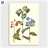 2-75_Maria-Sibylla-Merian_picture-crop