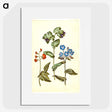 2-75_Maria-Sibylla-Merian_picture