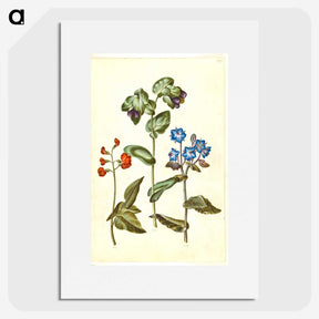2-75_Maria-Sibylla-Merian_picture
