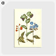 2-75_Maria-Sibylla-Merian_postcard