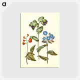 アートポストカード-Phaseolus coccineus; Cerinthe major; Borago officinalis
 - マリア ジビーラ メーリアン Postcard.
