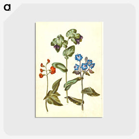 2-75_Maria-Sibylla-Merian_postcard