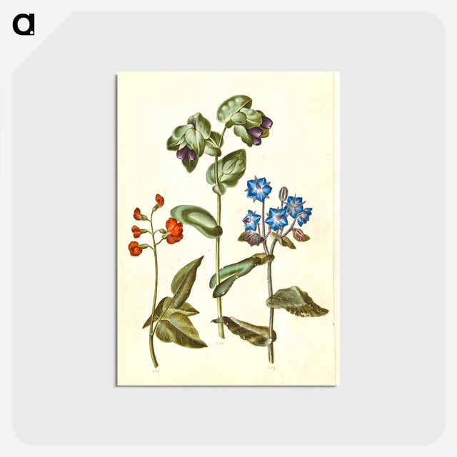 2-75_Maria-Sibylla-Merian_postcard