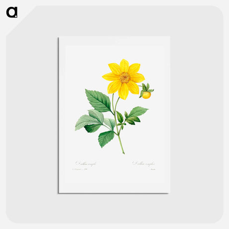 アートポストカード-Dahlia - ピエール ジョゼフ ルドゥーテ Postcard.