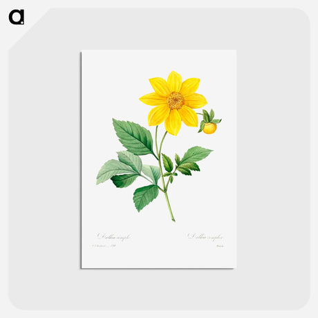 アートポストカード-Dahlia - ピエール ジョゼフ ルドゥーテ Postcard.