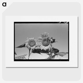 2-75_Russell-Lee_picture