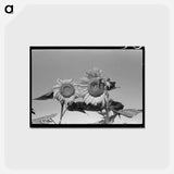 アートポストカード-Sunflower Field, Southeast Missouri
 - ラッセル リー Postcard.