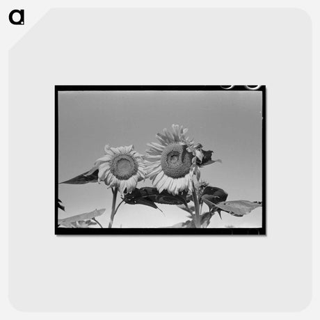 アートポストカード-Sunflower Field, Southeast Missouri
 - ラッセル リー Postcard.