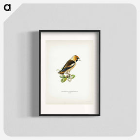 アートポスター-Hawfinch
 - スヴェンスカ フォグラル Poster.