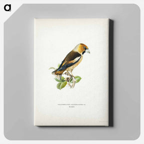 アートパネル-Hawfinch
 - スヴェンスカ フォグラル Canvas.