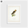 アートポストカード-Hawfinch
 - スヴェンスカ フォグラル Postcard.