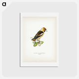 アートポストカード-Hawfinch
 - スヴェンスカ フォグラル Postcard.