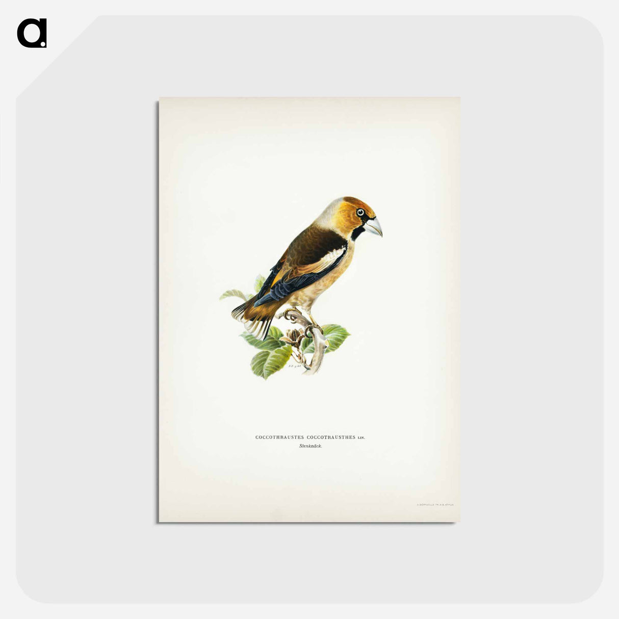 アートポストカード-Hawfinch
 - スヴェンスカ フォグラル Postcard.