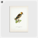 アートポストカード-Hawfinch
 - スヴェンスカ フォグラル Postcard.