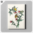 アートパネル-American Goldfinch from Birds of America
 - アメリカの鳥たち Canvas.