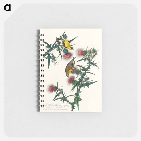 アートメモ帳-American Goldfinch from Birds of America
 - アメリカの鳥たち Memo.