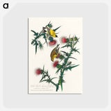アートポストカード-American Goldfinch from Birds of America
 - アメリカの鳥たち Postcard.