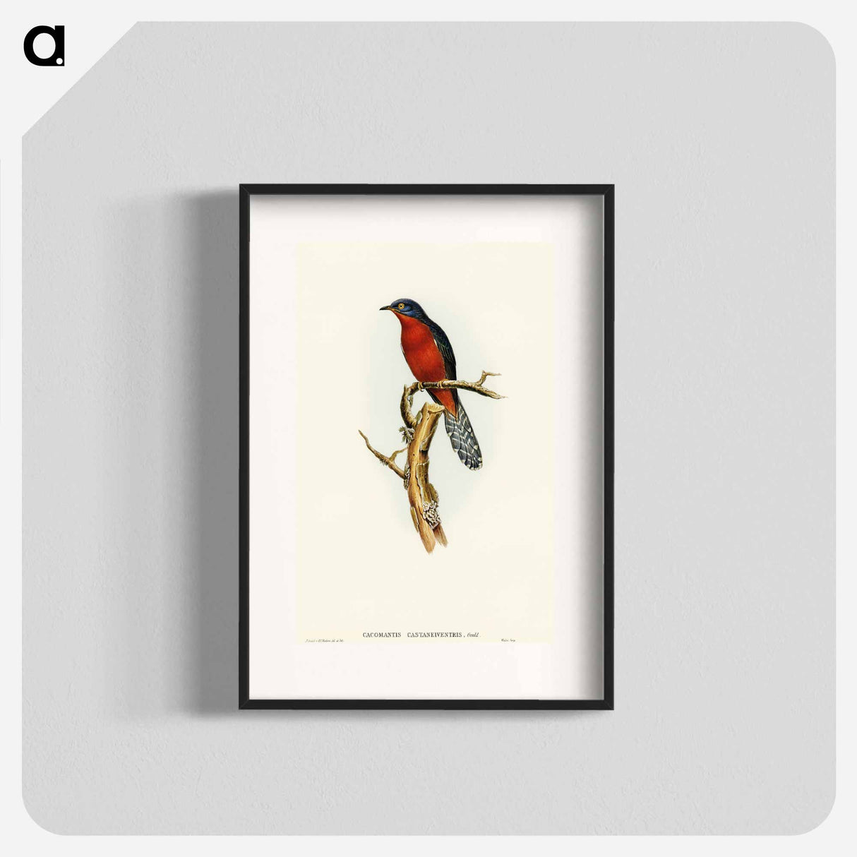 アートポスター-Chestnut-breasted Cuckoo
 - オーストラリアの鳥 Poster.