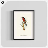 アートポスター-Chestnut-breasted Cuckoo
 - オーストラリアの鳥 Poster.