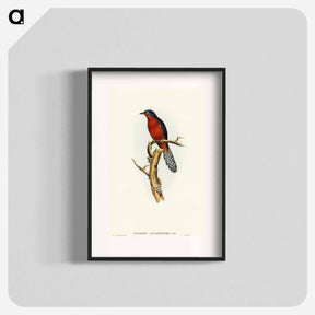 アートポスター-Chestnut-breasted Cuckoo
 - オーストラリアの鳥 Poster.