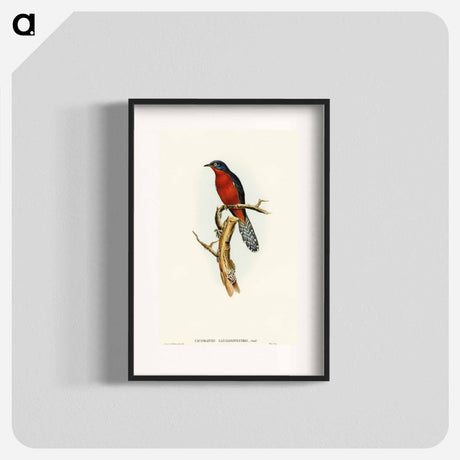 アートポスター-Chestnut-breasted Cuckoo
 - オーストラリアの鳥 Poster.
