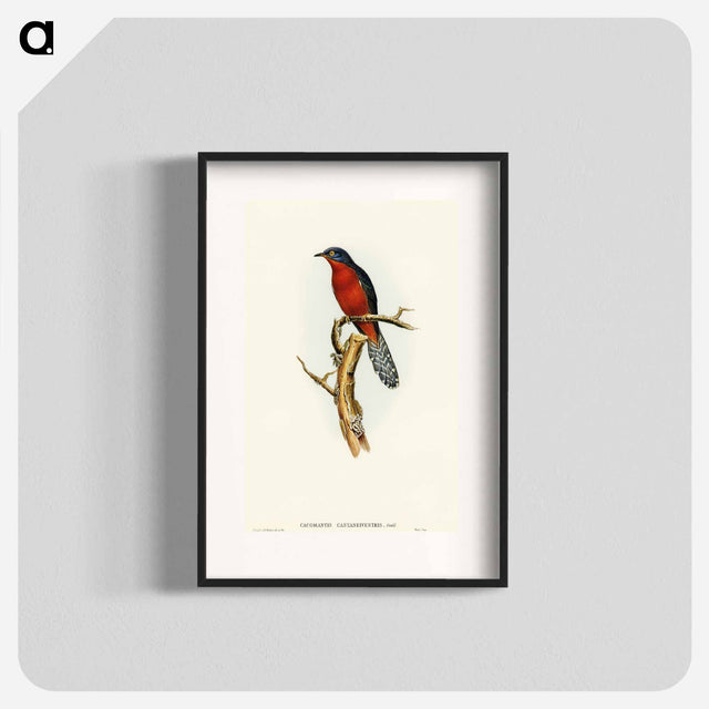 アートポスター-Chestnut-breasted Cuckoo
 - オーストラリアの鳥 Poster.