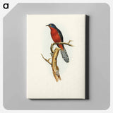 Chestnut-breasted Cuckoo
 - オーストラリアの鳥 Canvas.