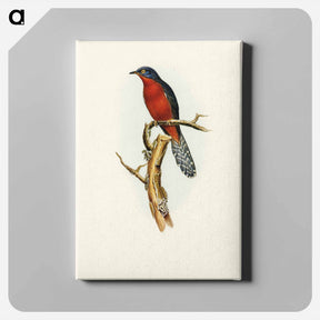 アートパネル-Chestnut-breasted Cuckoo
 - オーストラリアの鳥 Canvas.