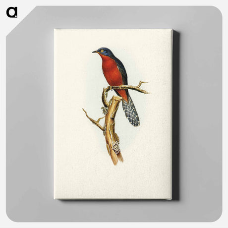 アートパネル-Chestnut-breasted Cuckoo
 - オーストラリアの鳥 Canvas.