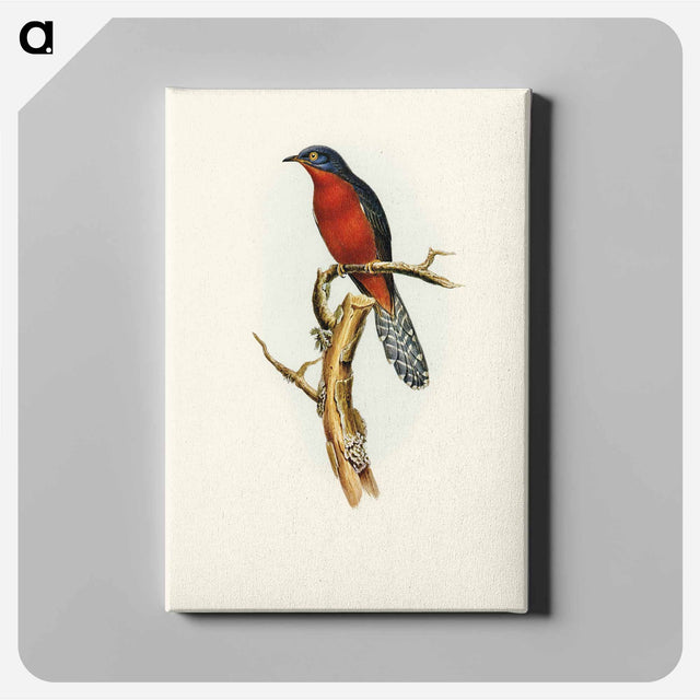 アートパネル-Chestnut-breasted Cuckoo
 - オーストラリアの鳥 Canvas.