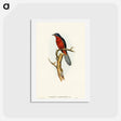 アートポストカード-Chestnut-breasted Cuckoo
 - オーストラリアの鳥 Postcard.