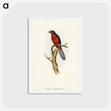 アートポストカード-Chestnut-breasted Cuckoo
 - オーストラリアの鳥 Postcard.