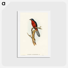 アートポストカード-Chestnut-breasted Cuckoo
 - オーストラリアの鳥 Postcard.