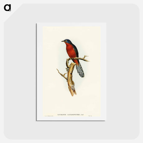 アートポストカード-Chestnut-breasted Cuckoo
 - オーストラリアの鳥 Postcard.