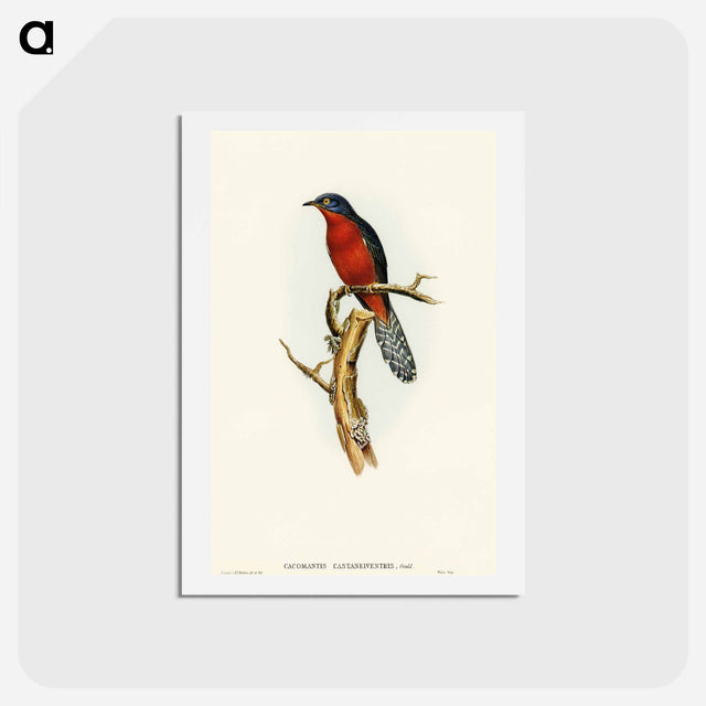 アートポストカード-Chestnut-breasted Cuckoo
 - オーストラリアの鳥 Postcard.
