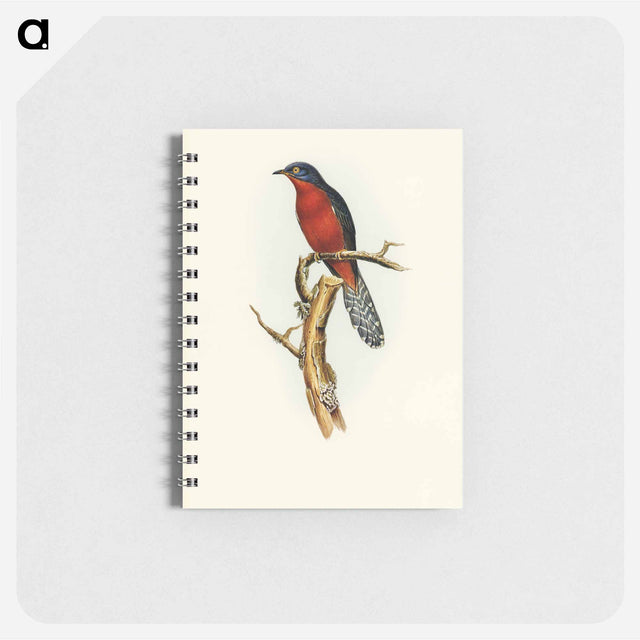 アートメモ帳-Chestnut-breasted Cuckoo
 - オーストラリアの鳥 Memo.