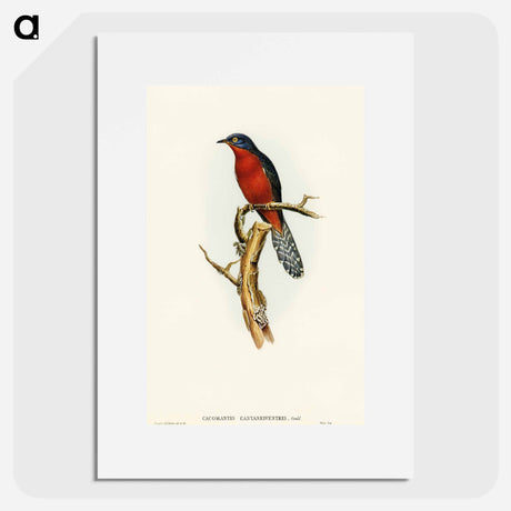 アートポスター-Chestnut-breasted Cuckoo
 - オーストラリアの鳥 Poster.