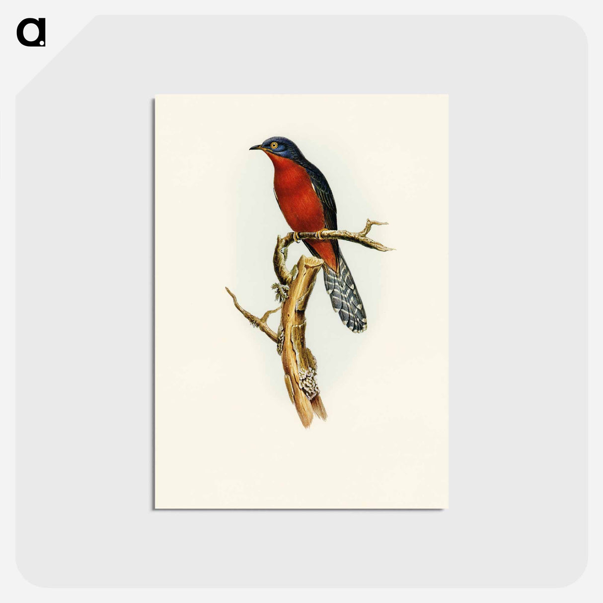 アートポストカード-Chestnut-breasted Cuckoo
 - オーストラリアの鳥 Postcard.