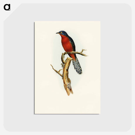 アートポストカード-Chestnut-breasted Cuckoo
 - オーストラリアの鳥 Postcard.