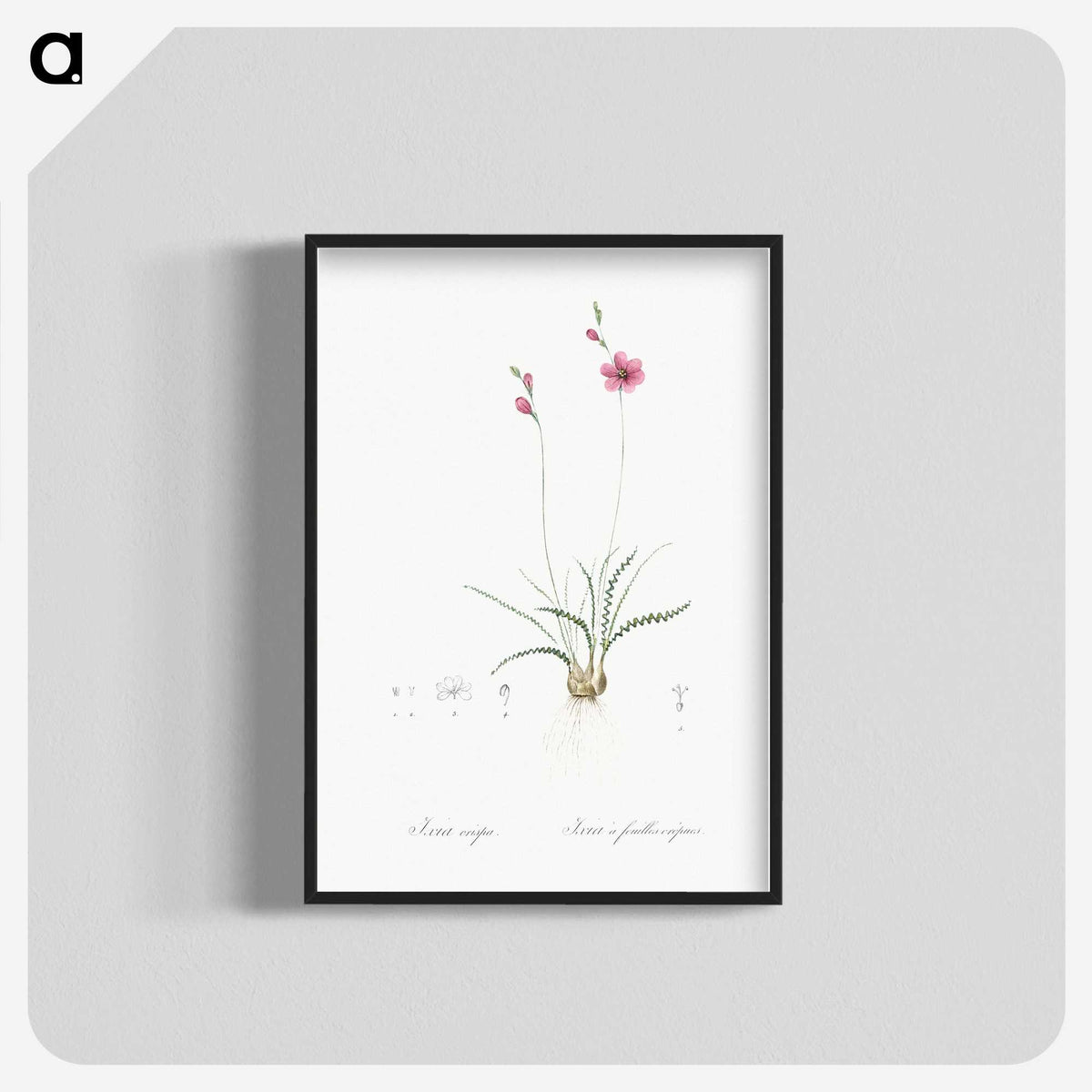 2-75_The-Lilies_blk-crop