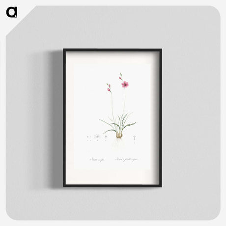 2-75_The-Lilies_blk