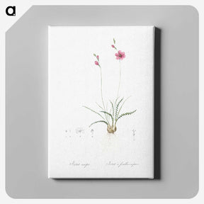 2-75_The-Lilies_canvas