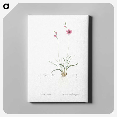 2-75_The-Lilies_canvas