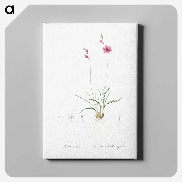 2-75_The-Lilies_canvas