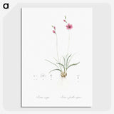2-75_The-Lilies_picture-crop