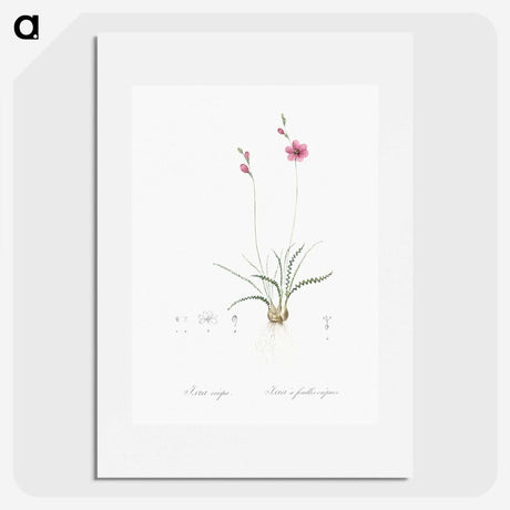 2-75_The-Lilies_picture