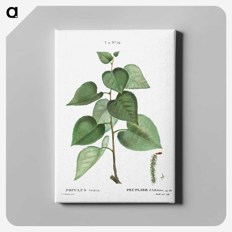 2-75_Treatise-on-Trees-and-Shrubs_canvas
