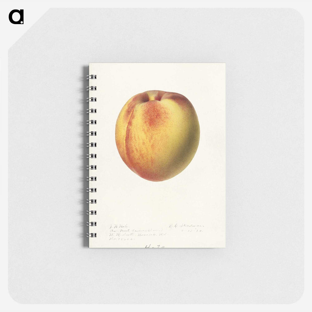 2-75_USDA-Watercolor-Fruit-Painting-Collection_memo