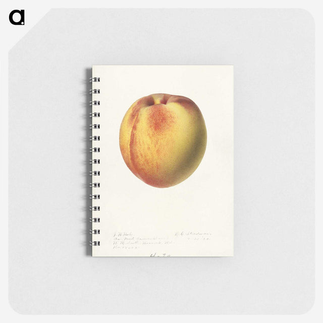 2-75_USDA-Watercolor-Fruit-Painting-Collection_memo