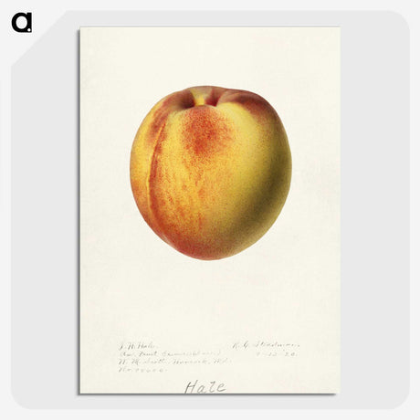 2-75_USDA-Watercolor-Fruit-Painting-Collection_picture-crop